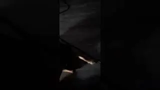 Mon chien jack Russel cocker est t'il bien dress&eacute; ?