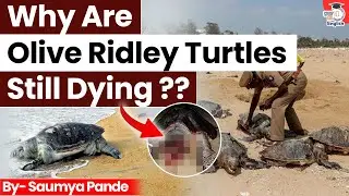 Why Are Olive Ridley Turtles Still Dying? | Threats & Conservation Explained | StudyIQ IAS English