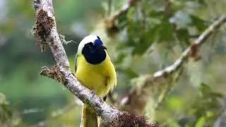inca jay, Ecuador, San Isidro