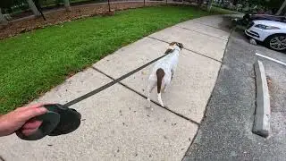 Strange Dog Aggressive Pit Bull Learning To Not React To Dogs.
