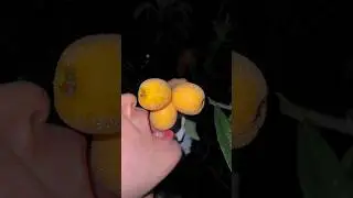 Enjoy these most sweet and fresh fruits of orchard 🍇🍓🍎🍌#shorts #nature #fruit