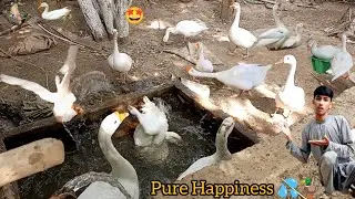 When Ducks Enjoy Their Little Pool 💦🦆 🦆💦|| Haseeb Home Birds