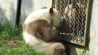 Panda world combat power ranking list, see if there is a bear in your heart