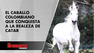 Pay Per View, el caballo colombiano que lleg&oacute; a la realeza de Catar: &iquest;C&oacute;mo fue? - Los Informantes