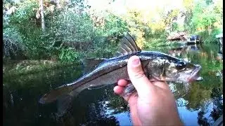 Snook And Bass On The Imperial River