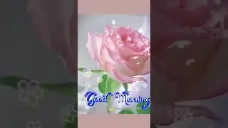 good morning flowers 🌅🌞
