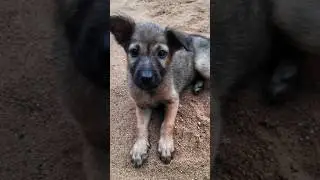 #little puppy ❤️ #sweetie my pet lucy