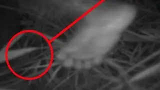 6 Unknown Hairy Beasts Caught on Film OCRT:1