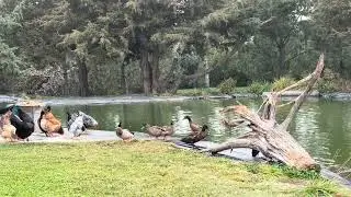 35  Ducks coming in to Feed   IMG 0561