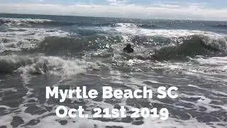 Shark on Myrtle Beach SC!