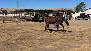 Dr. Douglas Novick DVM - Determining Front Limb Lameness