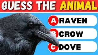 Can You Guess The ANIMAL? 🦁 50 Question Quiz Challenge!