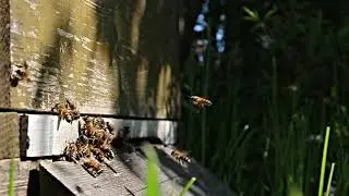 Bees  I Amazing HoneyBee At The Forest, How To Find Giant HoneyBee