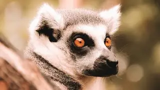 Are Ring-tailed Lemurs Aggressive to Humans?🐒🎥