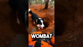 She led me into the bush to find her baby 😰🐶 #dog #rescue