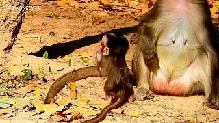 Poor baby Monkey Alba