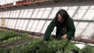 From Plot to Plate at Attingham Park! (National Trust)
