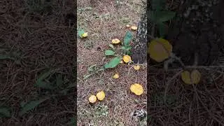 Mushrooms picking #canada #manitoba