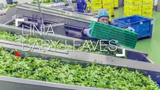 Green Factory fabryka Niepruszewo 2017