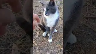 Aww! He's Never Felt A Pet Before! 🥺 Beautiful Gray& White Tabby ❤️ #shorts