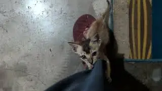 Clumsy Kitten Climbs Me&hellip; Then Falls 🥲🐾