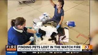 Arizona Humane Society helping animals injured in Watch Fire