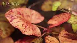 Anubias, Bucephalandra, Moss, Tiger Lotus, Rotala & More | Plants Farm |  Aquarium Plants Factory