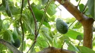 Avocado Tropical Fruit Hanging - Stock Footage | VideoHive 15523996