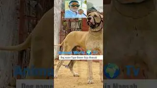 Pakistani Top 7 Bully Dogs #shortvideo  Most Famous Bully breeds #viralshorts