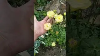 Купальница Нью мун (NEW MOON): самый красивый цветок начала июня!