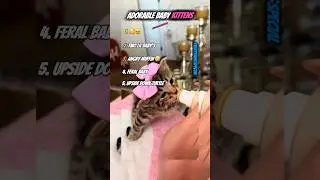 Adorable  kittens #fyp #shorts #cats #everythingspecial #adorable #funny