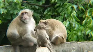 Real Jungle Life Nature of Wild Monkeys #forest #monkey #animals #monkey #4k #4kvideo #mountain #4k