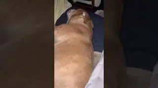 💤Sleepy💤😴Snoring🤤Drooling🐕Pitbul puppy & senior 🐶Mastiff/Pit￼
