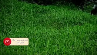 Relaxing sound Wild Botany: Untamed Grasses for Serenity & Stillness @relax-l1b 