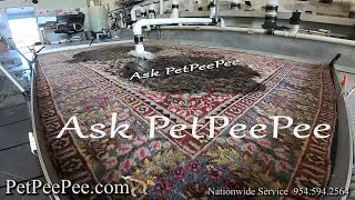 Ask PetPeePee How to Care for Wool Antique Rug in Home