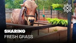 Video 1230 - Feeding Fresh Grass to Desi Gir Cows 🌿🐄 Sharing Love | Urvi Tribe Farm #explorepage