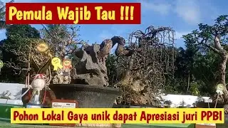 Bonsai Asem Jawa Weeping Style Favorite Pengunjung pada Pameran Bonsai Lokal Jetis Nusawungu Cilacap