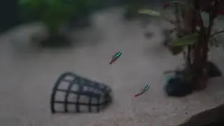Say Hi to newbie fish Neon Tetra | Raw footage