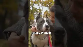 Pit Bull: Friend or Foe?! #doglovers #dog #dogs #pets #doglover #pitbull #pettrends
