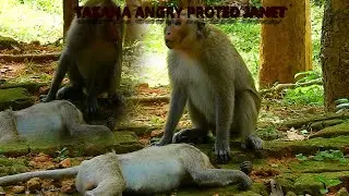LOVELY MONKEY TAZANA CRY PROTECTED TO HER SISTER JANET ...TAZANA LOOK LIKE MUCH ANGRY |