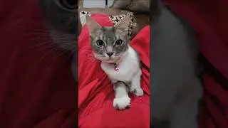 Drop Boom Bam Chalenge 😅🤣😂#funny#cat#cute#kucing#shorts#viralcat#viralshorts#kitten#funnycat