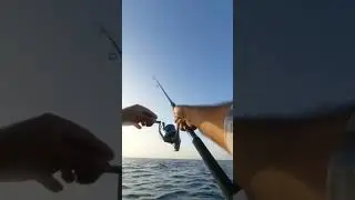 Shark on Gashto epoxy jig 😎