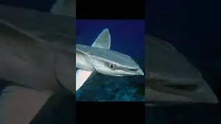 Remora Fish, Sea Turtle and Shark!#seaturtles #sharks #remora #sea #seacreatures #facts #animals