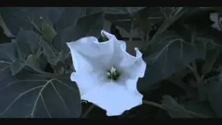 Moon Flower Blooming