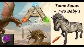 ARK Survival Ascended: TAME EQUUS + TWO BABY'S / MAP SCORCHED EARTH / MHG  4K# 27