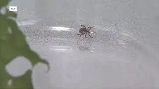 Michigan health officials are urging neighbors to take steps to prevent tick bites this summer