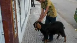 motor cycle goat.MOV