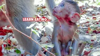 So Cute! Lovely Newborn Baby Monkey Brighten Learn Eating Food