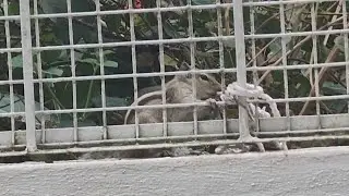 Cute Clever Squirrel Untangles Rope | Funny Squirrel Moment🐿
