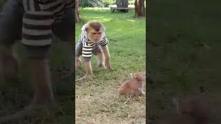 Monkey love kitten as #shorts